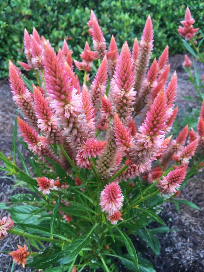 Celosia - Late Jan 2017jpg